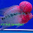 @krfishtamizhan5494 Avatar