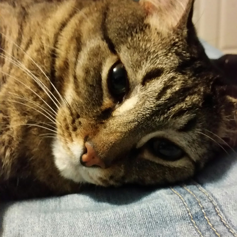 Nicholas (DoomShocker71)