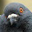 @goodpigeon6439