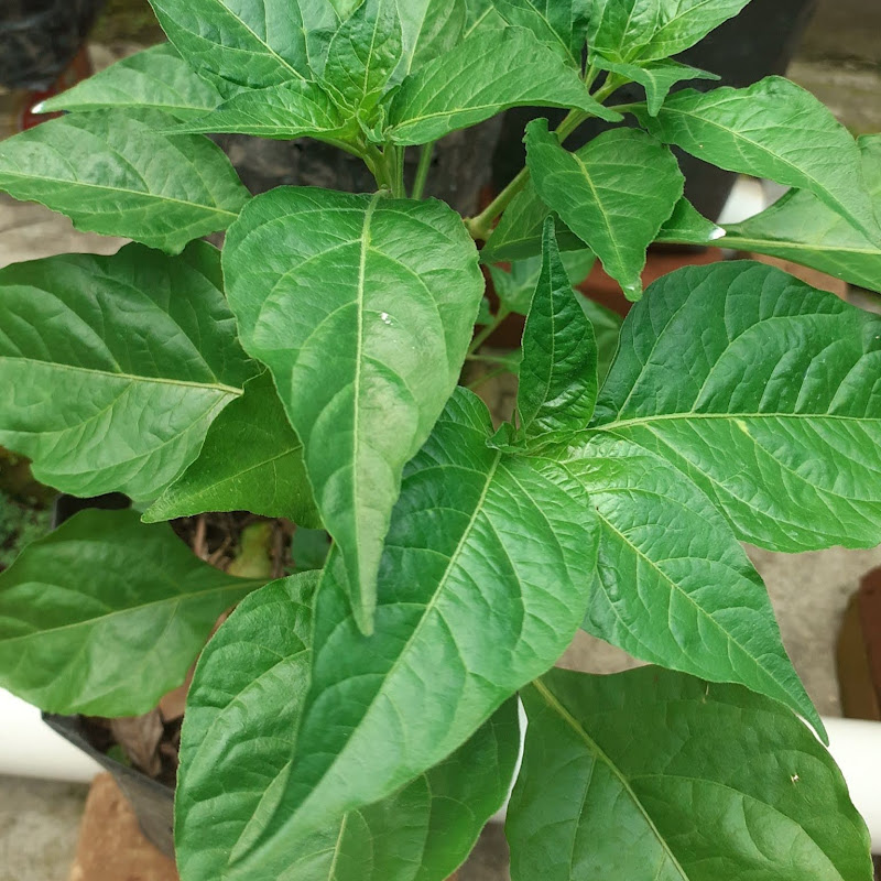 Daun Hijau Channel