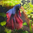 @diedine2241 Avatar