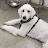 @poodlegang9640