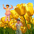 @davidlim5441