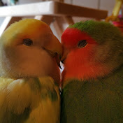 True Love Aviary