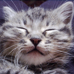 PawMeow avatar
