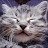 PawMeow