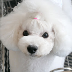 はくちゃんネル