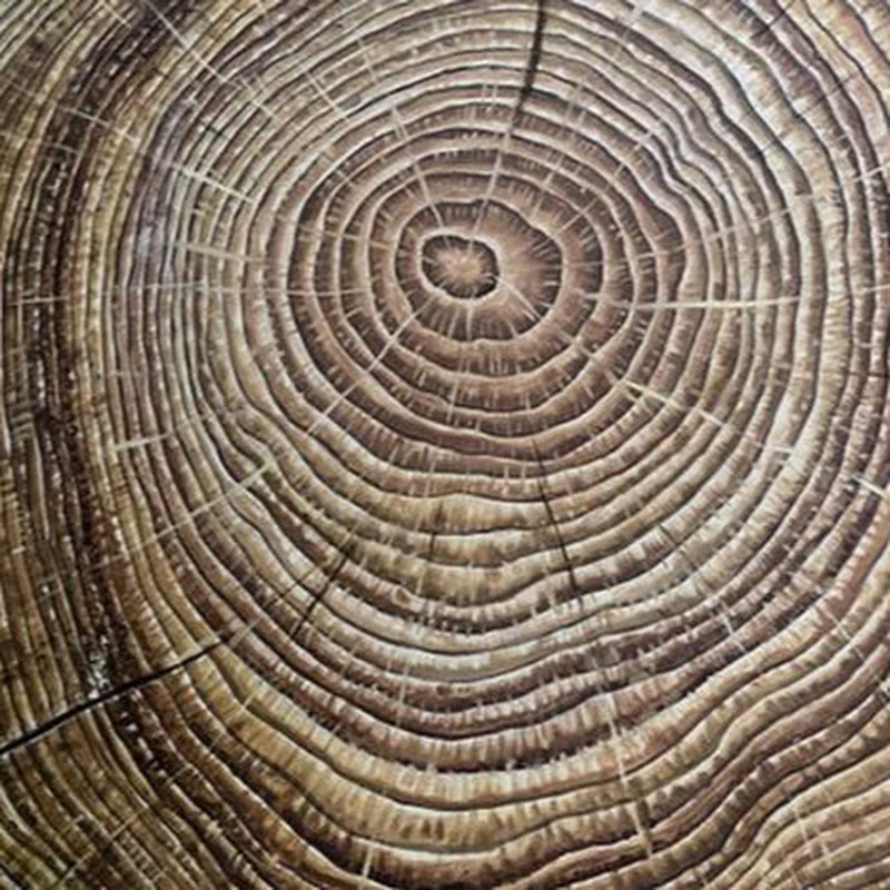 歷史的真相 Logo