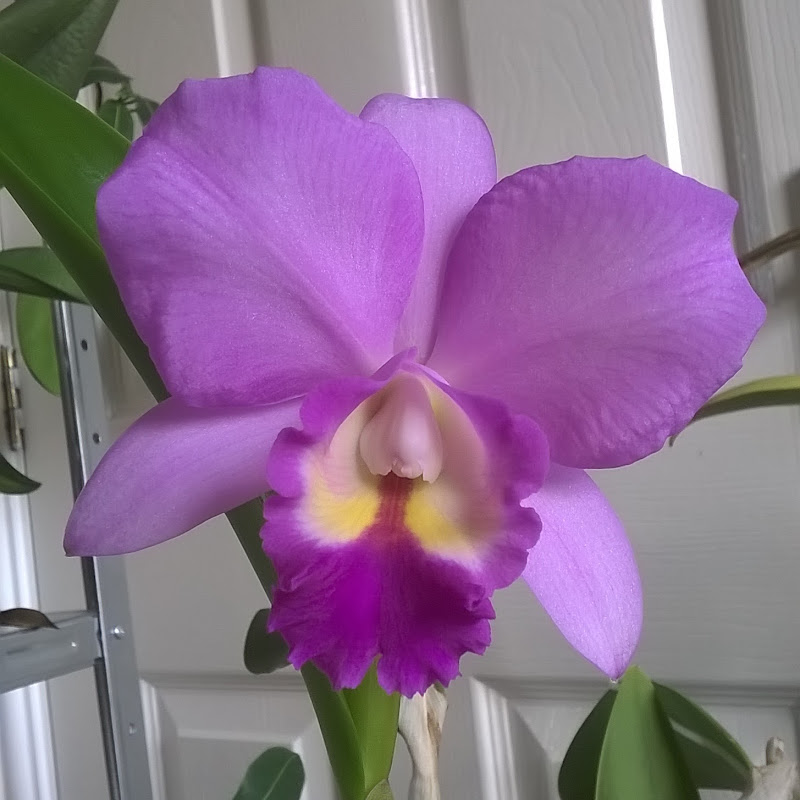 Plant Reviews UK