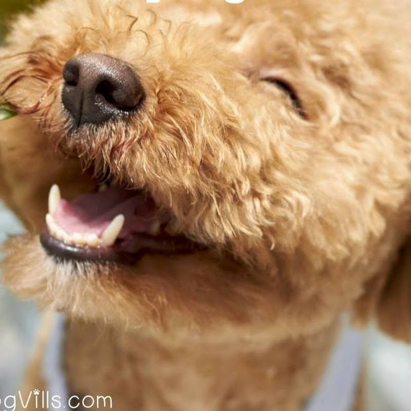 Dogvills