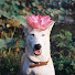 OLH_4QH4dhM-channel-avatar-*Anne*