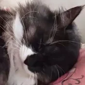 タオラーちゃんねる