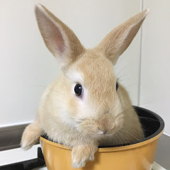 白つばき