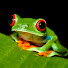 AOkWpvsyApg-channel-avatar-babyfrogs