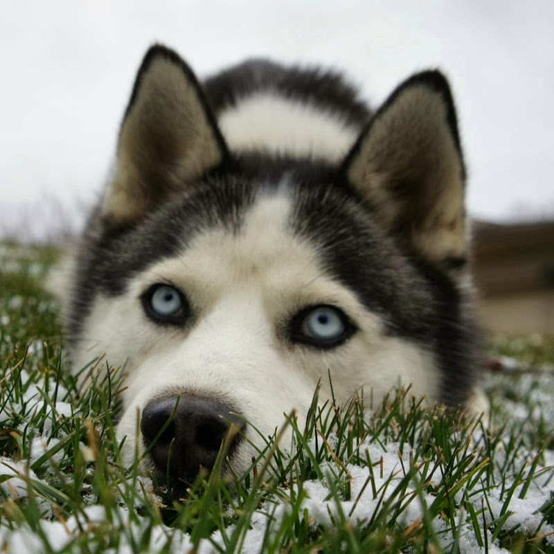 Husky717