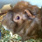 @guineapig510sj
