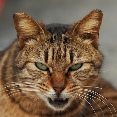 王小叔的退休生活アイコン画像