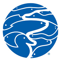 Tennessee Aquarium