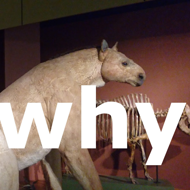 WhyGoThere