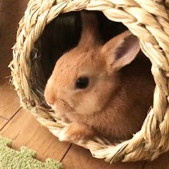 うさぎのメルちゃんアイコン画像
