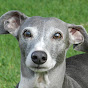 Whippet the Grey