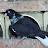 Pigeon Greek