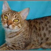 Zayenah Ocicats Australia