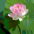 wv_DEJ-NShs-channel-avatar-Ron Hartman