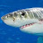 @greatwhiteshark4931 Avatar