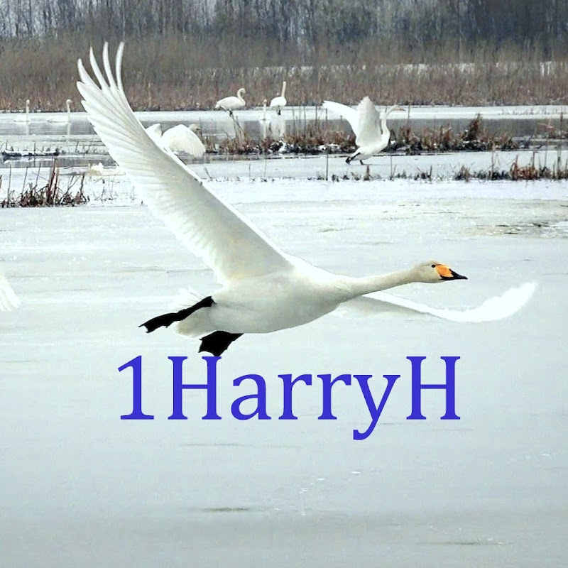 1HarryH