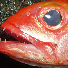 Deep Sea Fishing Episode