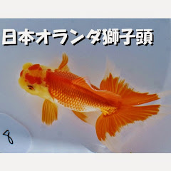 日本オランダ獅子頭アイコン画像