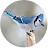 @bluejaystudio2029's avatar