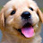 @코퀸-n9q