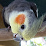 __xVqitYGhI-channel-avatar-Cockatiel Companion and The Pheasantasiam