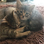 Kitten channel子猫ちゃんねる