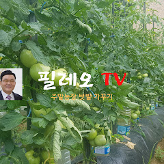 필레오TV</p>