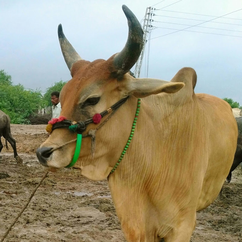 Noondani Goat and dairy Farm
