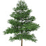 7Ecnfe530IE-channel-avatar-Pine Tree