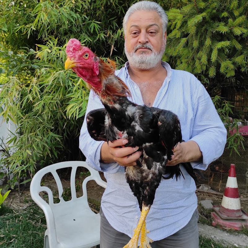 Niyazi Bekar