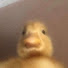 p84HXSrm0r0-channel-avatar-duckbeaks
