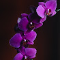 Little Orchid logo