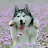 @hophopkins3526 Avatar