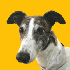 Magnus Greyhound net worth