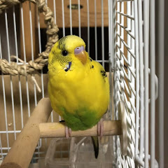インコのキー太アイコン画像