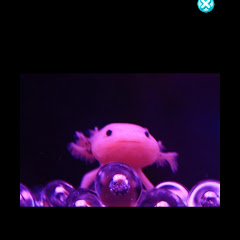 けけアホロートル