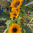 dVNsfcALiRg-channel-avatar-JardinbioBzh