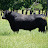 East Texas Beef & Forage Extension