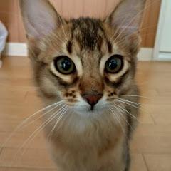 ねこのレイくん