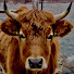 X_Jdf5Ab6PM-channel-avatar-Oxbow Farm